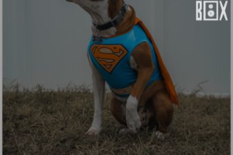 Supergrupos de Rock e Metal Internacionais: Winery Dogs, Killer Be Killed, Avantasia...￼