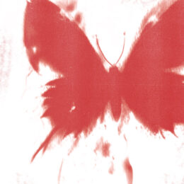 Cover image for WHERE DID ALL THE BUTTERFLIES GO?